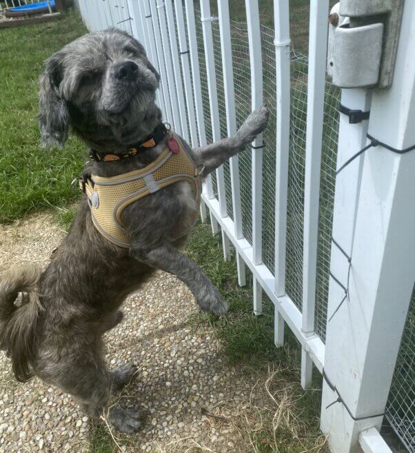 A grey dog at a park gate