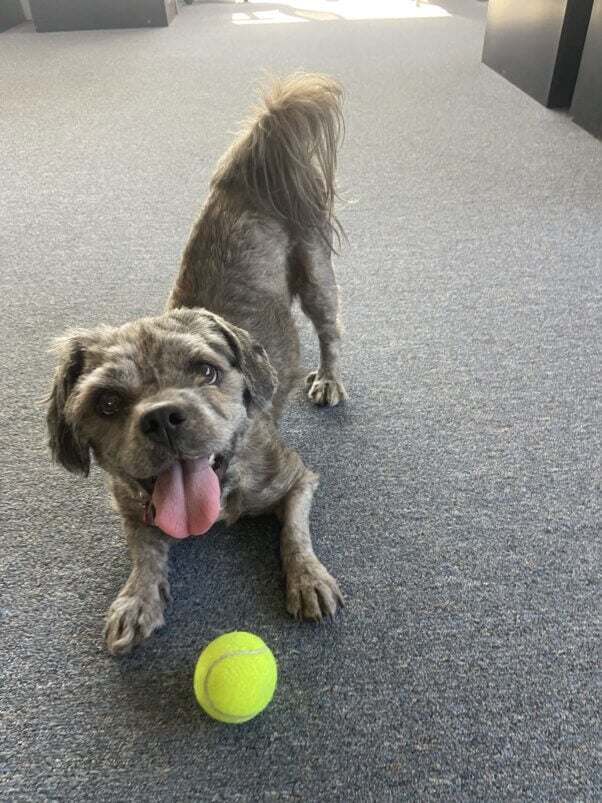 George with a tennis ball