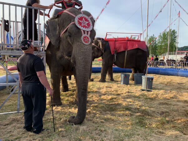 A man standing next to an elephant with a bullhook