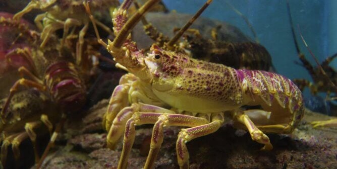 A yellow and purple colored lobster