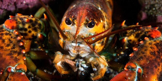 A close up photo of an American lobster