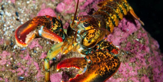 An American lobster looking up at the camera