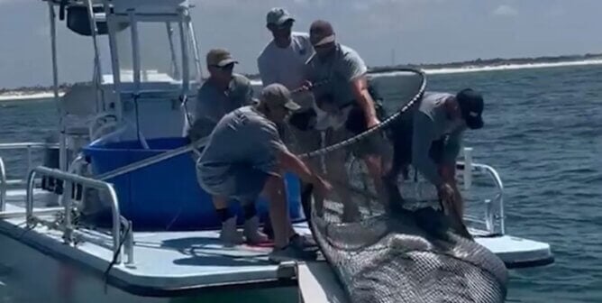 Men pulling a manta ray from the ocean