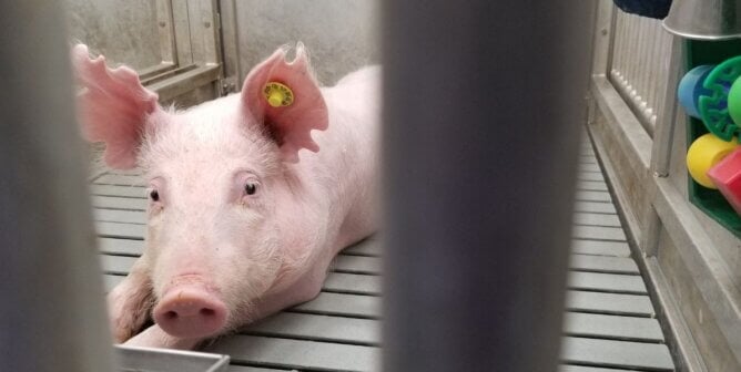 A pig looking at the viewer from a cage