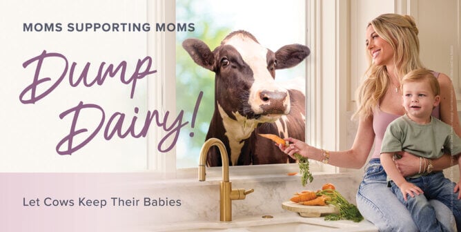 Heather Ray Young offering a carrot to a cow looking through a kitchen window