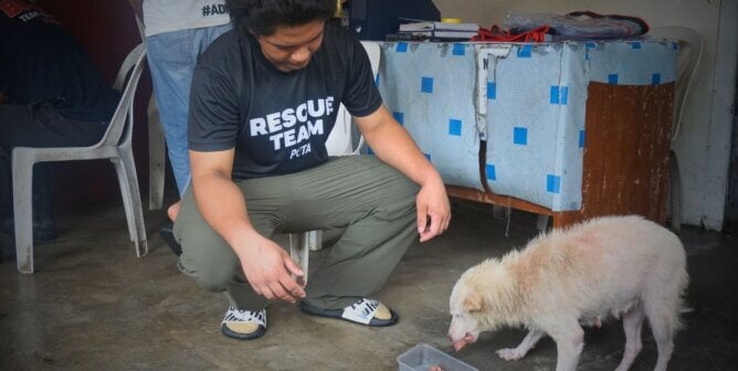 Rescuer feeding dog during storm