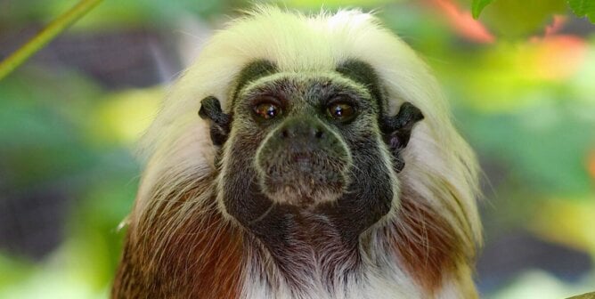 A tamarin monkey looking at the cmaera