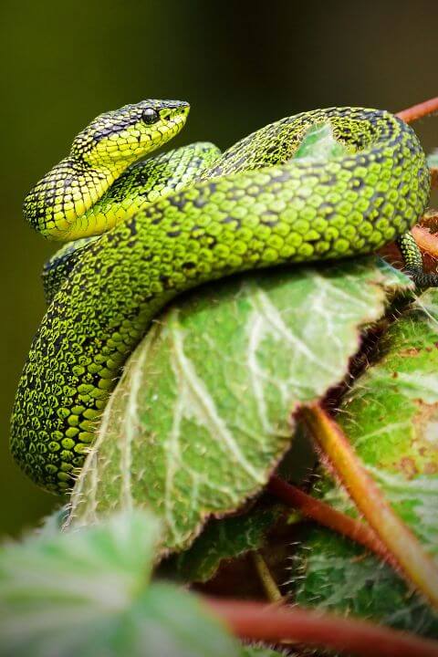 A green snake