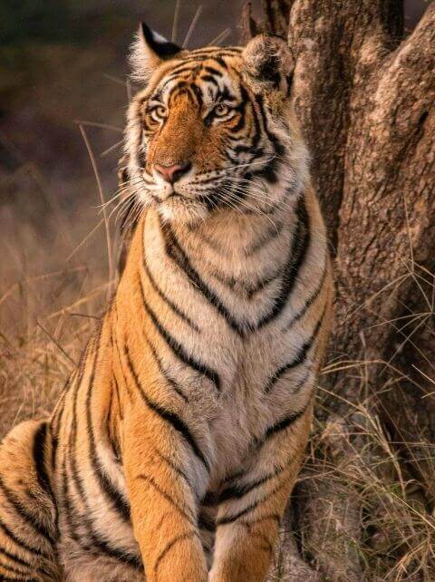 A sitting tiger