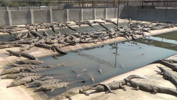 crocodiles packed into concrete pen
