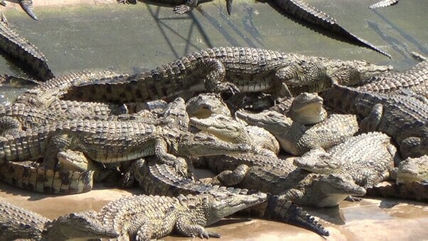 crocodiles in crowded enclosure