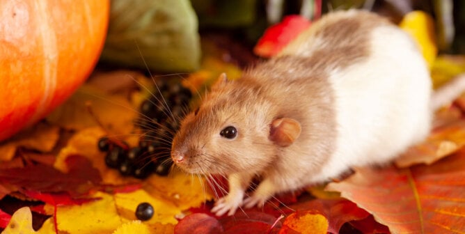 Rat sitting on colorful autumn leaves and farm harvest