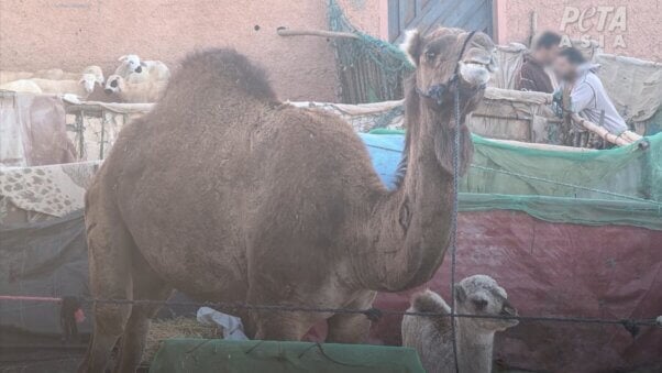 camels in a market in morocco