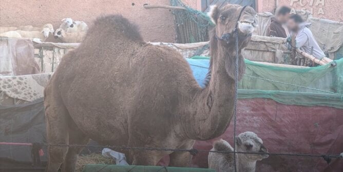camels in a market in morocco