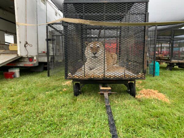 A tiger in a tiny transport cage