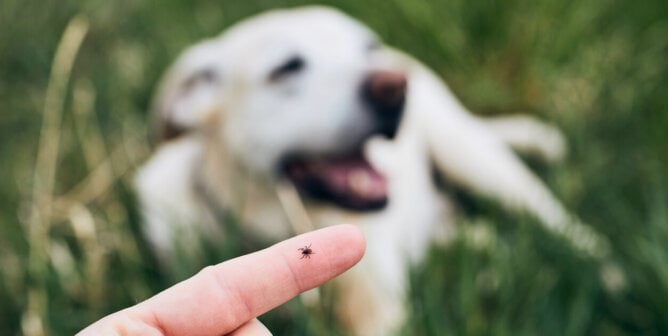 Close-up view of tick on human finger against dog lying in grass.