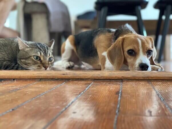A cat and a dog together