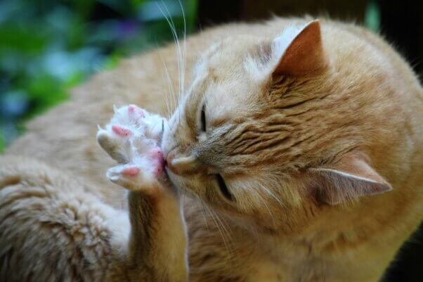 A cat licking their back paw