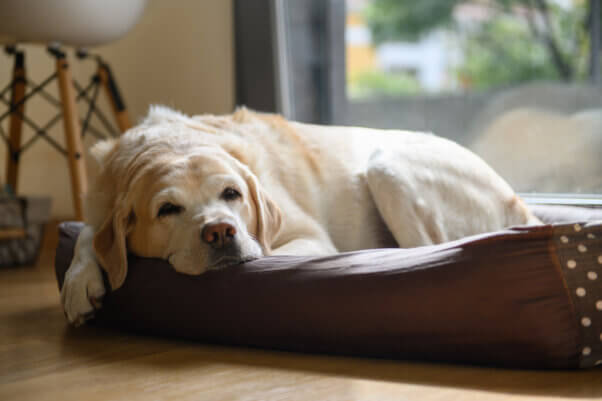 elderly dog lying in dog bed