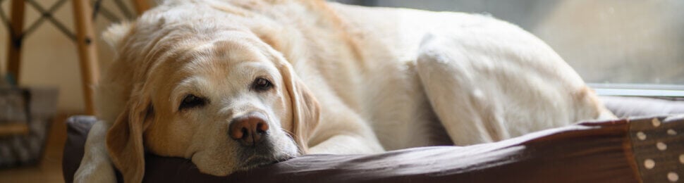 elderly dog lying in dog bed