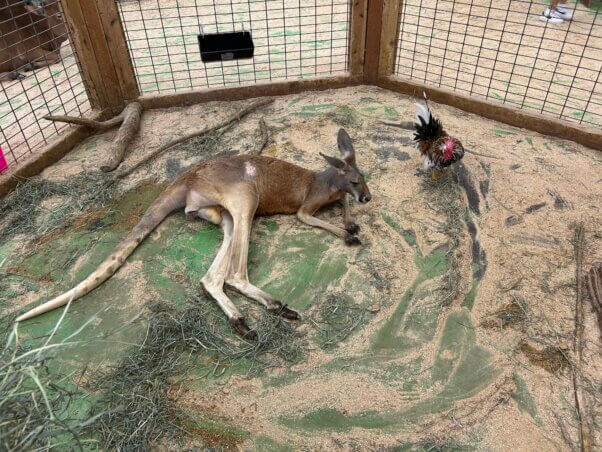 A kangaroo and a rooster in a tiny cage