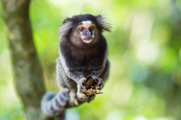 Sagui monkey in the wild in Rio de Janeiro, Brazil. The black-tufted marmoset (callithrix penicillata) lives primarily in the Neo-tropical gallery forests of the Brazilian Central Plateau.