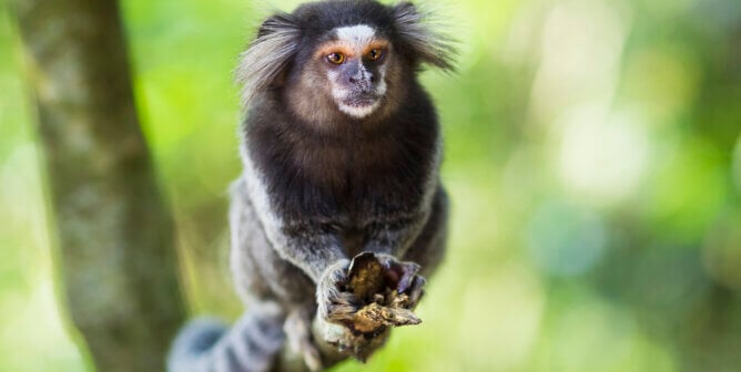 A marmoset perched on a tree branch