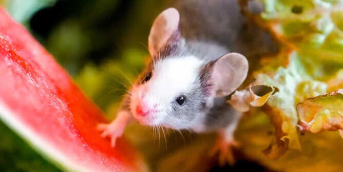 Portrait of a little cute mouse.