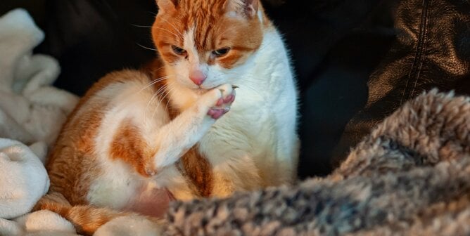 Orange and white cat grooming