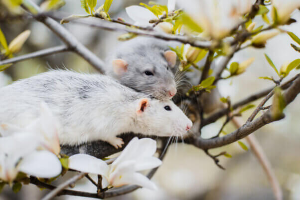 Two adorable white and grey dumbo fancy rats sitting in gorgeous white magnolia blossom leaning one to each other.