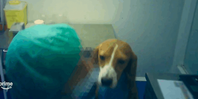 Person in medical scrubs handling beagle