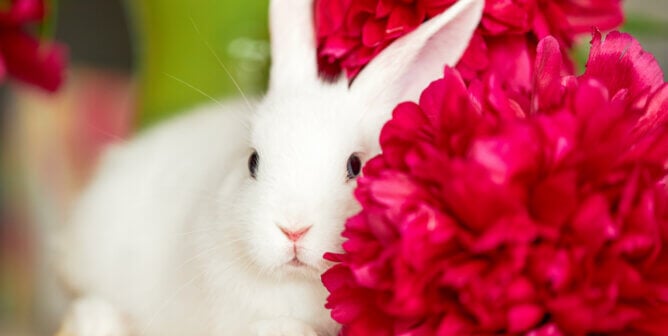 Little white rabbit next to spring flowers