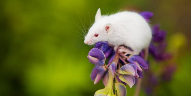White mouse sitting on a blue bell flower in the garden