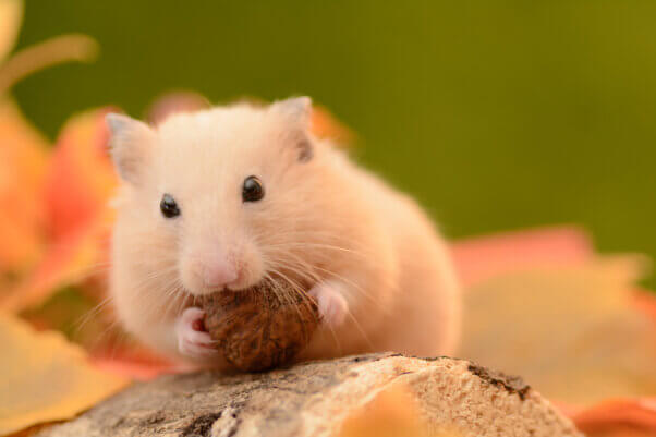 Golden Hamster on Autumn leaves.