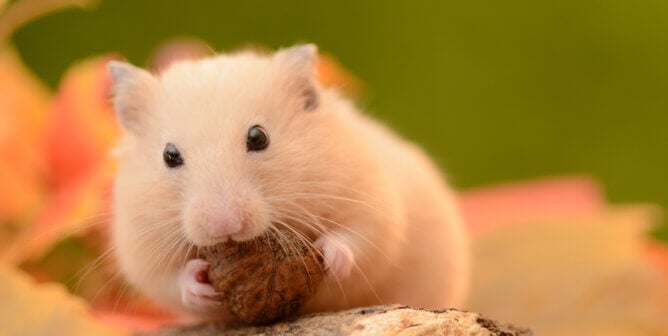 Golden Hamster on Autumn leaves.