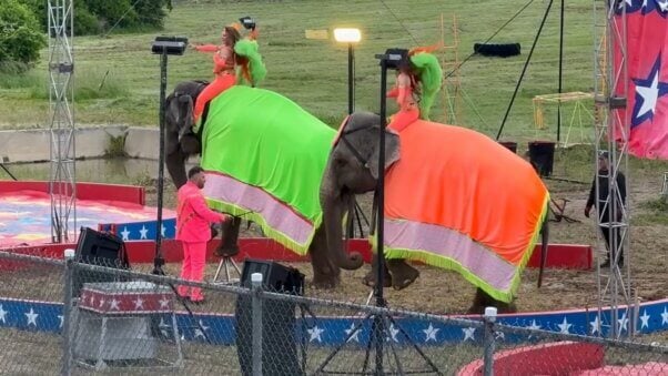 Betty and Janice, two elephants forced to stand on stools with human performers riding on their shoulders