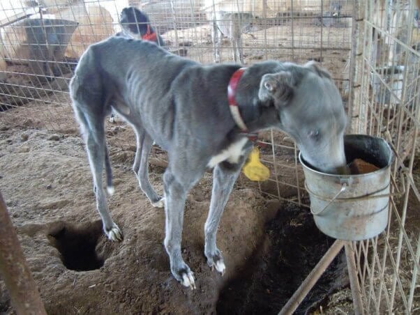 Emaciated dog Milo at Pet Blood Bank