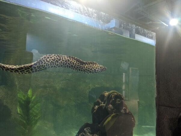 Eels at SeaQuest Woodbridge