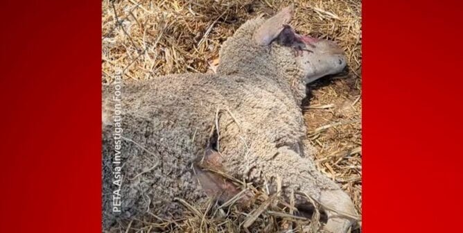 Lamb clinging to life at Australian sheep farm