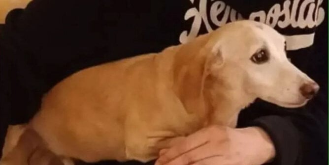 Blind cream colored dog sits on a lap