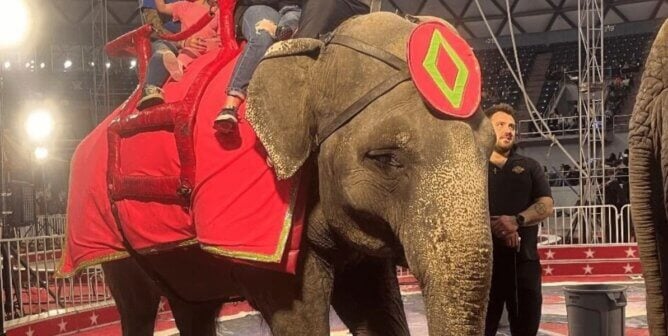 Betty the elephant