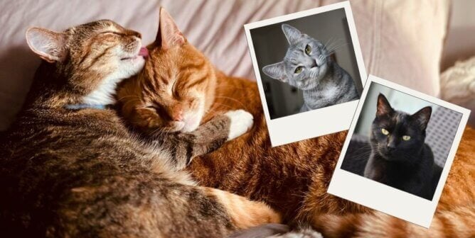 A pair of cats grooming each other next to two photos of other cats