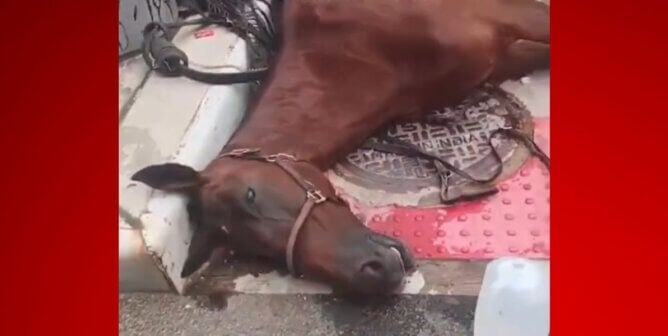 Lady, a horse used in the carriage trade who collapsed and died in the street