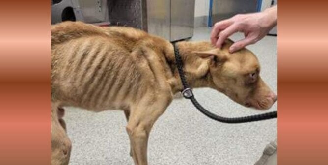 A starved brown dog