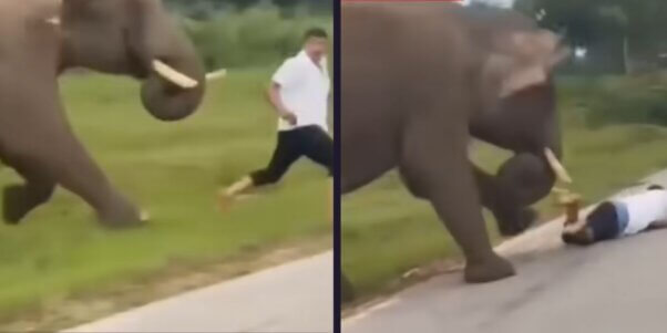 footage from an elephant chasing and trampling tourist