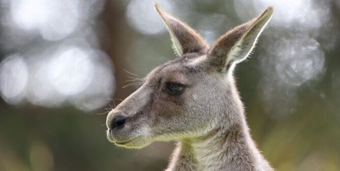 Close up of a red kangaroo
