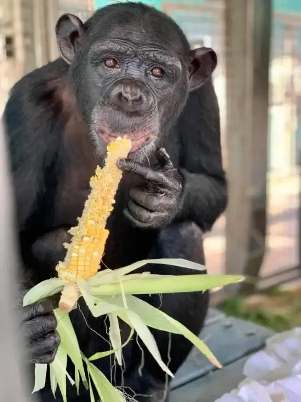 Lisa Marie eating corn