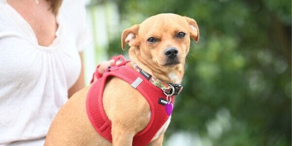 A brown dog in a red harness