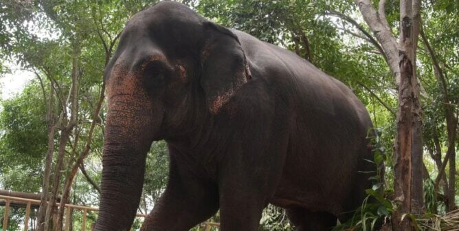 An elephant