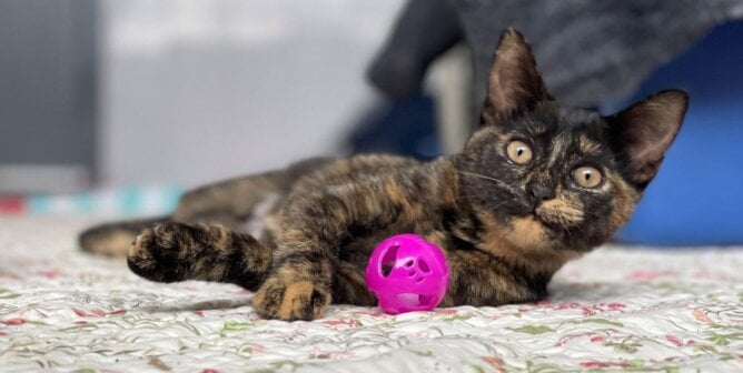 A brown and black tortoiseshell kitten
